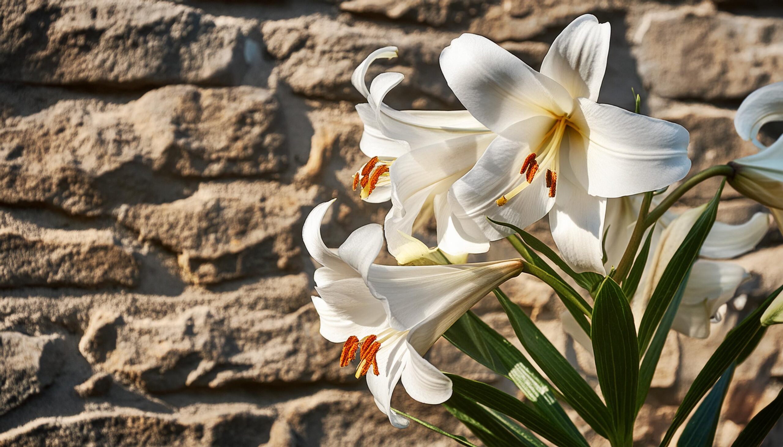 White Easter Lilies